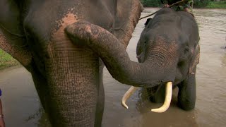 Coffee Threatens Vietnamese Elephants | This World: The Coffee Trail w/Simon Reeve | BBC Studios