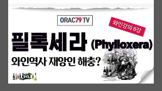 [ORAC79TV] 이동현의 와인클래스 와인강의 8강 - 필록세라(phylloxéra) 란?