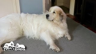 暑い季節はお父さんの部屋が涼しいと信じて疑わないアランです　Great Pyrenees　グレートピレニーズ