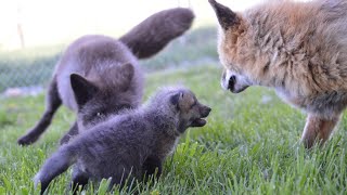 Introducing fox kits to adult foxes