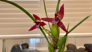 【21337】椰子兰开花了，很香，腋唇兰，颚唇兰，Coconut orchid/Maxillaria tenuifolia /静姐说花短视频