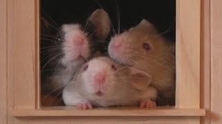 Three Little Boys - three very different personalities - cute little mice