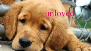 petfinder.com