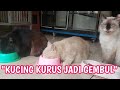 CARA MENGGEMUKAN KUCING ||DULU GEMUK SEKARANG KURUS