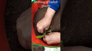 How to shift a plant 🪴 #garden #kitchengardning #flowers #fertilizer #shorts #yt #plants #gardentips