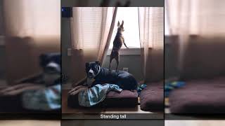 Ultimate /r/AnimalsBeingJerks Reddit Compilation! Ultimate compilation of 2019