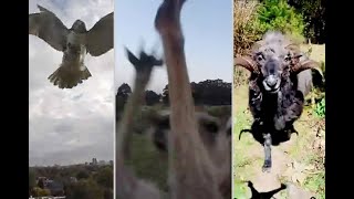 Los animales en defensa de su hábitat; derriban drones