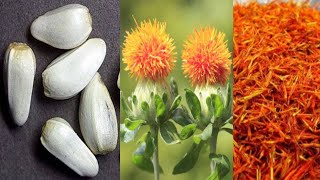 Safflower Growing From Seed | Grow Safflower Plant At Home | Carthamus Tinctorius