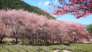 2024武陵農場櫻花季-紅粉佳人、山櫻花盛開了！2024 Wuling Farm Cherry Blossom Season