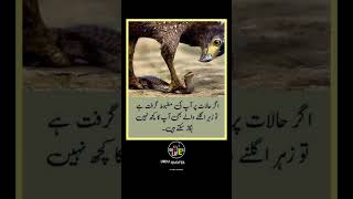 ager halat per urdu quotes Igolden words #shorts#urduquotes #youtubeshorts#quotes