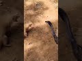 snake vs mangoes সাপ বেজির লড়াই snake mongoose সাপ বেজি