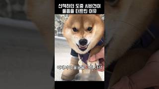 산책하던 도중 시바견이 울음을 터트린 이유