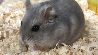 【ハムスター】カメラ越しでも飼い主の視線に気づいた🐹　#shorts