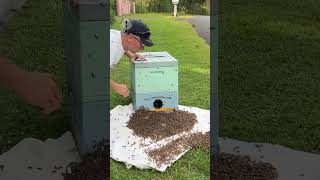 Bee Around The Dust Bin 🐝