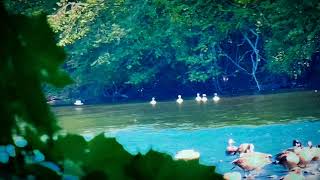 Belted Kingfishers chasing each other