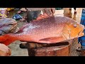 Amazing Cutting Skills | Big Red Snapper Fish Cutting And Chopping By Expert Fish Cutter