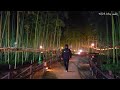 별빛이 가득한 대나무숲 산책 a walk along the starlight road in namgaram jinju