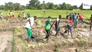 Solidarité chez les Ajamaat (diolas de la basse Casamance)