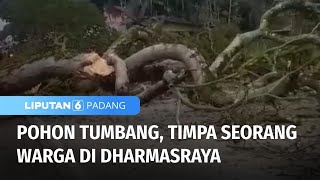 Pohon Besar Tumbang, Timpa Seorang Warga di Dharmasraya | Liputan 6 Padang