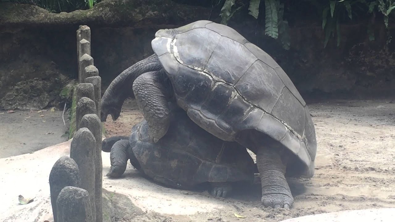 Giant Tortoise Mating - YouTube