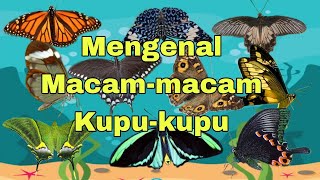 Mengenal Macam Macam kupu-kupu