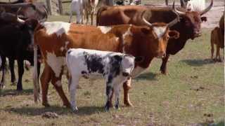 Florida Cracker Cattle - America's Heartland