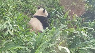 圓寶自己衝太快滾下溝，回頭怒懟圓圓，麻麻輕撫寶不依麻轉身離開，氣未消的柔柔自摔、翻滾於壕溝斜坡上一點兒也不柔(😄) - 2022.01.27  103145 (圓寶、圓圓)