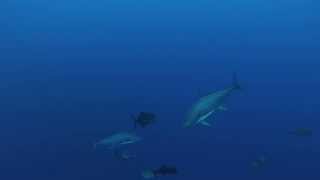 孀婦岩　Sofu-gan  Diving　Yacht cruising 2