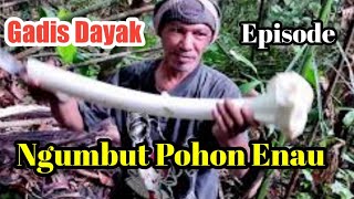 Palm Tree Dayak Girl Palm (OFFICIAL VIDEO)