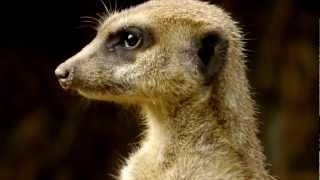 Head of a Meerkat or Suricate (Suricata suricatta) / Kopf eines Erdmännchens