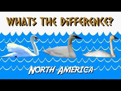 Swan Identification - Mute Vs Trumpeter Vs Tundra - YouTube