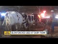 warning graphic disturbing video shows blowtorches used on cows at florida dairy farm