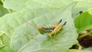 INSECT, GRASSHOPER, AND LEAF LEECHES.