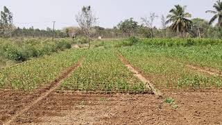 sale agriculture land on 16 :08 gunta Red soil general property near malvali 17 km