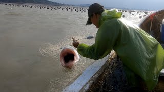 臺風卷來海底“深淵巨物”，張大口吞食魚貨，老漁民見了都害怕