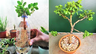 Jade plant propagation easy water method for success! | Step by step guide to pr