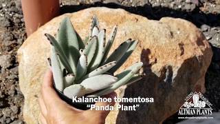 Quick Peek: Kalanchoe tomentosa “Panda Plant”