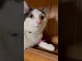 謎‼️何かが見える猫🐱 animals ねこ shorts