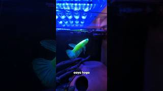 Glowing Betta Fish #shorts #ytshorts