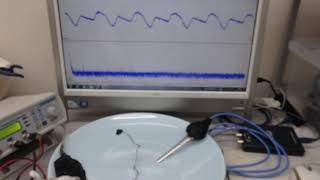 超音波伝搬実験（表面弾性波の相互作用）