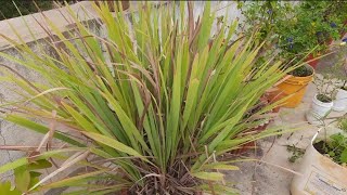 Lemon grass plant benefits in kannada/ಲೆಮನ್ ಗ್ರಾಸ್ ಉಪಯೋಗಗಳು/ಮಜ್ಜಿಗೆ ಹುಲ್ಲು/ಗೌಟಿ ಎಲೆ/ part 2