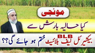 Effect of Rain on Bacterial Leaf Blight (BLB) of Rice || Crop Reformer