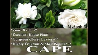 Cape Jasmine Shrub - Gardenia  FLOWER SEEDS on  www.MySeeds.Co