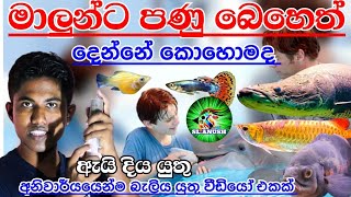 Diseases that can cause to pet fish in sinhala and treatment | ඔයා ලග ඉන්න මාලුන්ට පණු බෙහෙත් දුන්නද