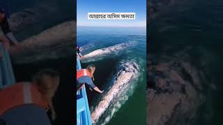 এগুলা দেখলে মাথা ঠিক থাকেনা। Allah 🥰 #viral #shorts