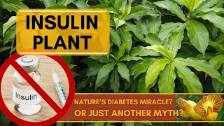 Benefits of Insulin Plant (Costus Igneus) | Nature's Miracle Cure for Diabetes Or Mere Myth?