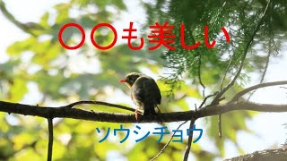 ソウシチョウのさえずりと地鳴き