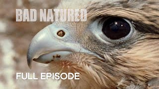 A Lesson in Hunting | Bad Natured | BBC Earth
