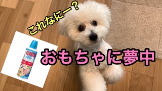 暇は犬にとってストレス！？絶対に飽きない最強のおもちゃを発見しました【ビションフリーゼ】