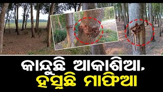 କାନ୍ଦୁଛି ଆକାଶିଆ, ହସୁଛି ମାଫିଆ  | Odisha Reporter